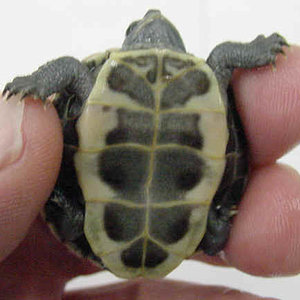 Trachemys_scripta_elegans_hypermelanistic_PMoody_1e.jpg