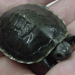 Trachemys_scripta_elegans_hypermelanistic_PMoody_1b.jpg