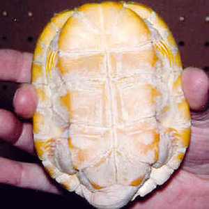 Trachemys_scripta_elegans_albino_male_plastron.jpg