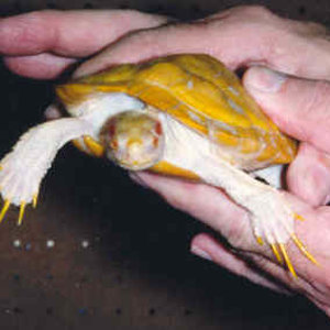 Trachemys_scripta_elegans_albino_male_front.jpg