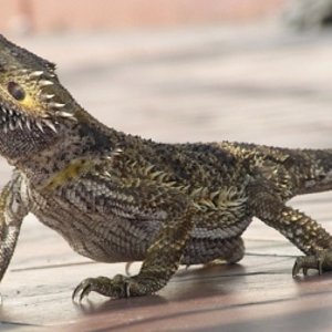 06- Pasarela Cibeles.JPG