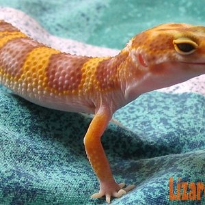 euble albino tangerino.JPG