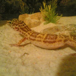 Gecko leopardo albino chocolate.jpg
