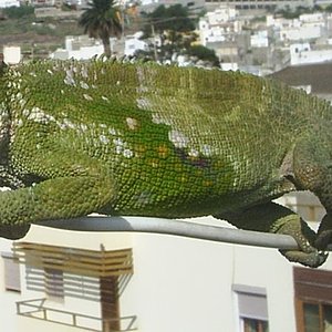 Bradypodion fischeri.JPG