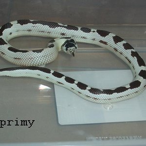 cali high white 1.JPG