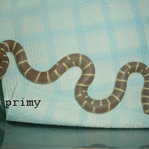 lavender hembra 1.JPG