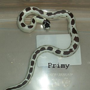 cali high white 2.JPG