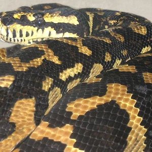 morelia3 (Medium).jpg