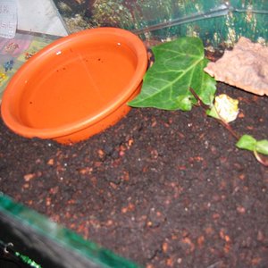 terrario ceratophrys detalle redu.JPG