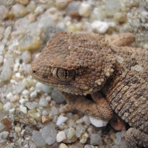 Geckonia primer plano.jpg