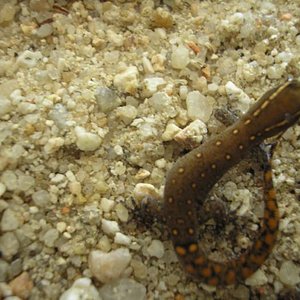 Joven Saurodactylus.jpg