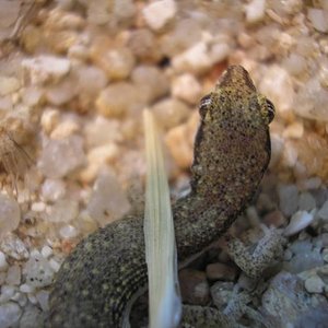 Tropiocoles nattereri hembra.jpg