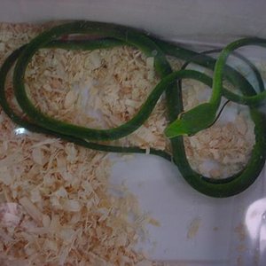 Feria Barcelona 104.jpg