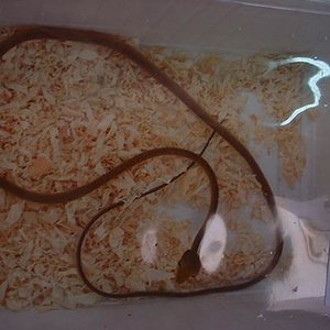 Feria Barcelona 108.jpg