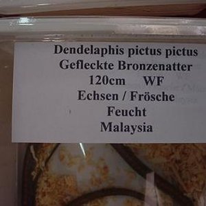 Feria Barcelona 110.jpg