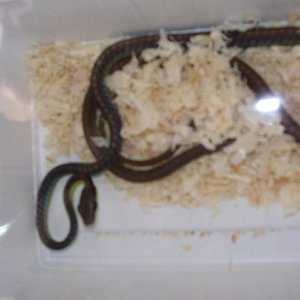 Feria Barcelona 060.jpg