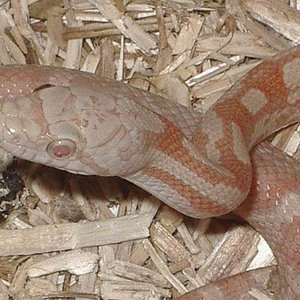 obsoleta lavender.JPG