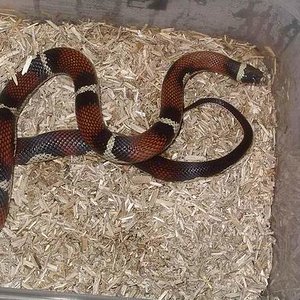 sinaloe x californiae.JPG