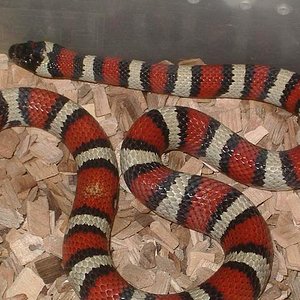 alterna x ruthveni.JPG