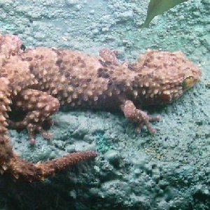 BIBRONI HEMBRA 2.JPG