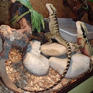 pareja Physignatus.jpg