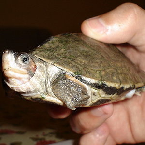 kachuga smithi,otra.jpg