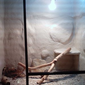 Terrario hembra.-frente-.jpg