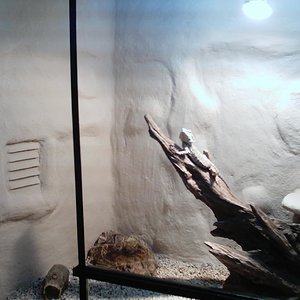 Terrario hembra izq.jpg