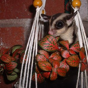 PeTaUrUs JarDInIyO.JPG