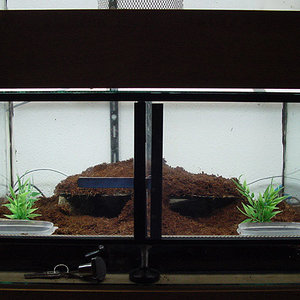 chalets adosados.jpg