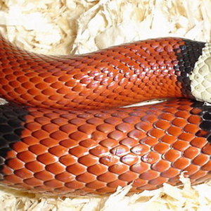 lampropeltis sinaloae.jpg