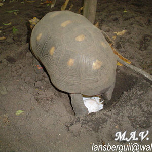 Desove. G.carbonaria.23-10-04 (3).JPG