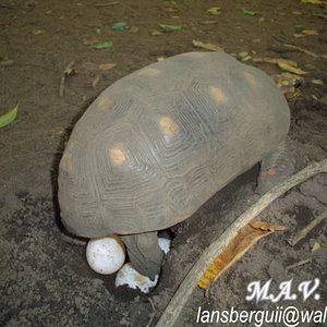 Desove. G.carbonaria.23-10-04 (4).JPG