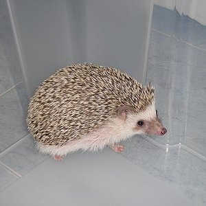 Saka mi perfi derecho,eso e2.JPG