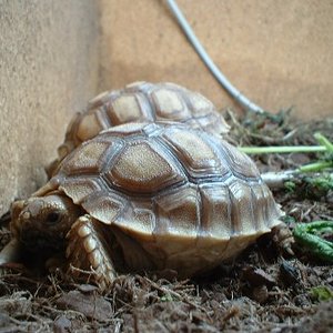 sulcata.JPG