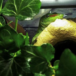 phelsuma.jpg