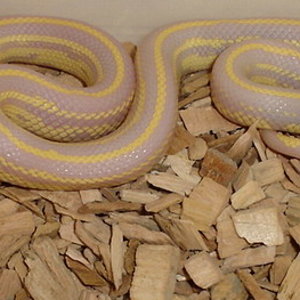 getulus albina (2).jpg