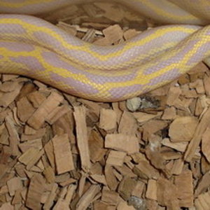 getulus albina (1).jpg