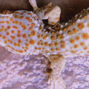 Cabeza Tokay.jpg