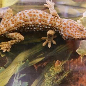 Gecko Tokay.jpg
