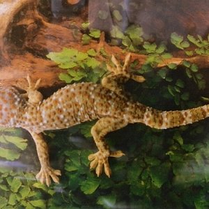Gekko Gecko.jpg