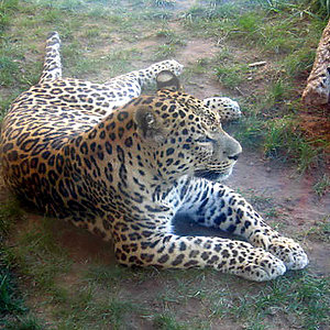 lindo gatito 2005.JPG