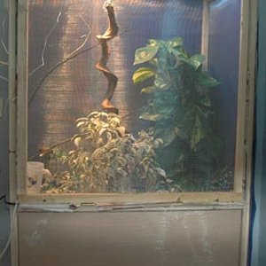 terrario vegetalizado.jpg