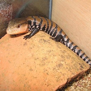 Tiliqua scincoides scincoides 1.JPG