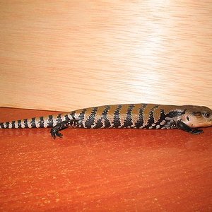 Tiliqua scincoides scincoides 11.JPG