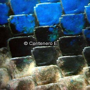 Sceloporus torquatus1.jpg