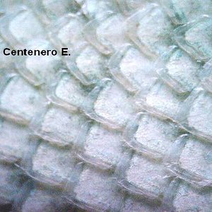 escamas ventrales S. torquatus.jpg