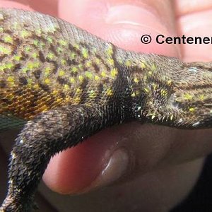 Sceloporus grammicus.jpg