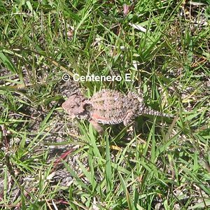 Phynosoma orbiculare.jpg