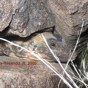 Sauromalus varius.jpg